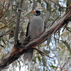 Manorina melanocephala (Noisy Miner) at Tennent, ACT - 24 Aug 2018 by RodDeb