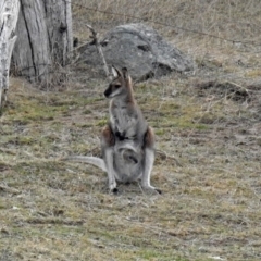 Notamacropus rufogriseus (Red-necked Wallaby) at Tennent, ACT - 24 Aug 2018 by RodDeb