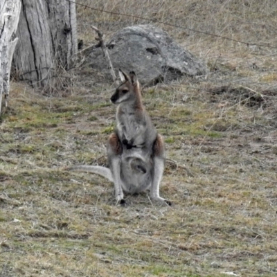Notamacropus rufogriseus (Red-necked Wallaby) at Tennent, ACT - 24 Aug 2018 by RodDeb