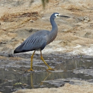 Egretta novaehollandiae at Namadgi National Park - 24 Aug 2018