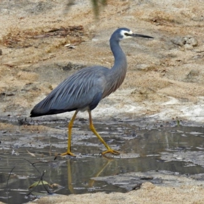 Egretta novaehollandiae (White-faced Heron) at Namadgi National Park - 24 Aug 2018 by RodDeb