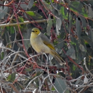 Ptilotula penicillata at Paddys River, ACT - 24 Aug 2018 12:26 PM