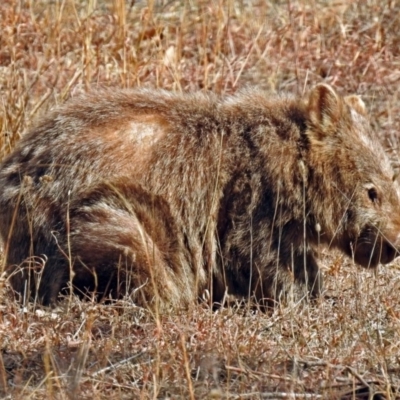 Vombatus ursinus (Common wombat, Bare-nosed Wombat) at Tennent, ACT - 23 Aug 2018 by RodDeb