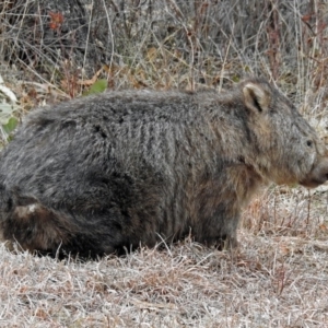 Vombatus ursinus at Tennent, ACT - 24 Aug 2018 08:58 AM