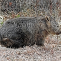 Vombatus ursinus at Tennent, ACT - 24 Aug 2018