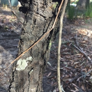 Persoonia linearis at Conjola, NSW - 4 Aug 2018