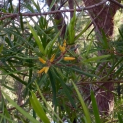 Persoonia linearis at Conjola, NSW - 4 Aug 2018