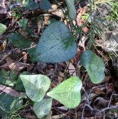 Stephania japonica var. discolor (Snake Vine) at Conjola, NSW - 4 Aug 2018 by Margieras