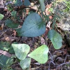 Stephania japonica var. discolor at Conjola, NSW - 4 Aug 2018