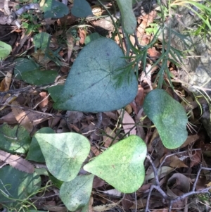 Stephania japonica var. discolor at Conjola, NSW - 4 Aug 2018