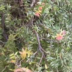 Unverified Other Shrub - 4 Aug 2018 by Margieras