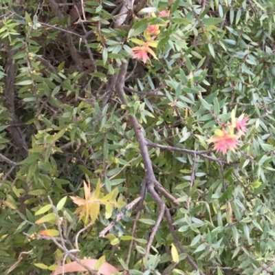 Unverified Other Shrub - 4 Aug 2018 by Margieras
