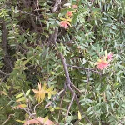 Unidentified Other Shrub at Undefined - 4 Aug 2018 by Margieras