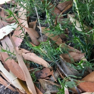 Lomandra obliqua at Conjola, NSW - 4 Aug 2018