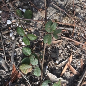 Hardenbergia violacea at Conjola, NSW - 4 Aug 2018