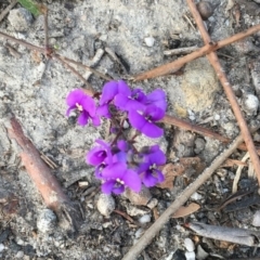 Hardenbergia violacea at Conjola, NSW - 4 Aug 2018