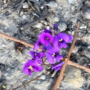 Hardenbergia violacea at Conjola, NSW - 4 Aug 2018