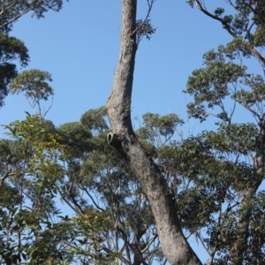 Native tree with hollow(s) at undefined - 25 Aug 2018