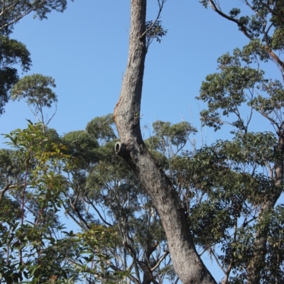 Native tree with hollow(s) (Native tree with hollow(s)) at Undefined - 25 Aug 2018 by nickhopkins