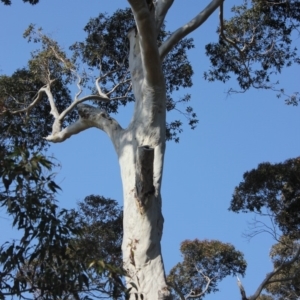 Native tree with hollow(s) at undefined - 25 Aug 2018