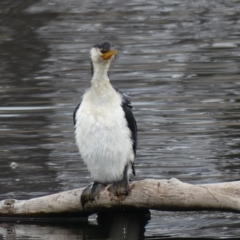 Microcarbo melanoleucos (Little Pied Cormorant) at Dickson Wetland - 25 Aug 2018 by WalterEgo