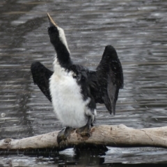 Microcarbo melanoleucos at Dickson Wetland - 25 Aug 2018