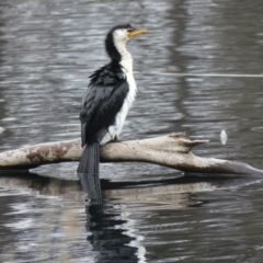 Microcarbo melanoleucos at Dickson Wetland - 25 Aug 2018