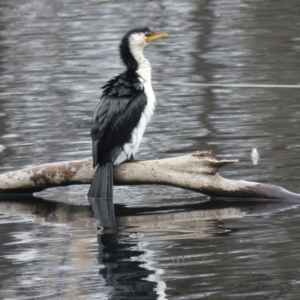 Microcarbo melanoleucos at Dickson Wetland - 25 Aug 2018 02:47 PM