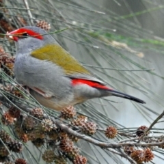 Neochmia temporalis (Red-browed Finch) at Jerrabomberra Wetlands - 25 Aug 2018 by RodDeb