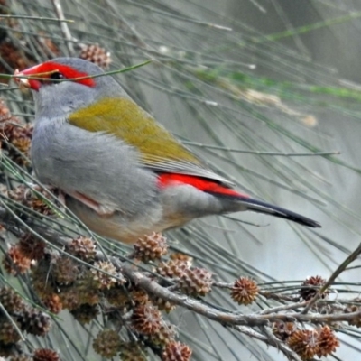 Neochmia temporalis (Red-browed Finch) at Jerrabomberra Wetlands - 25 Aug 2018 by RodDeb