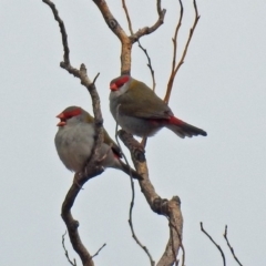 Neochmia temporalis at Jerrabomberra Wetlands - 25 Aug 2018 01:10 PM