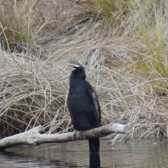 Anhinga novaehollandiae (Australasian Darter) at Dickson Wetland Corridor - 25 Aug 2018 by WalterEgo