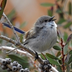 Malurus cyaneus (Superb Fairywren) at Jerrabomberra Wetlands - 25 Aug 2018 by RodDeb