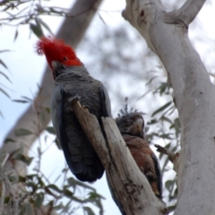 Callocephalon fimbriatum (Gang-gang Cockatoo) at Aranda, ACT - 25 Aug 2018 by KMcCue