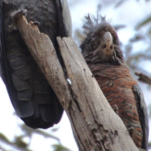 Callocephalon fimbriatum at Aranda, ACT - 25 Aug 2018