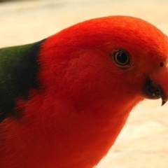 Alisterus scapularis (Australian King-Parrot) at Aranda, ACT - 15 Aug 2018 by KMcCue