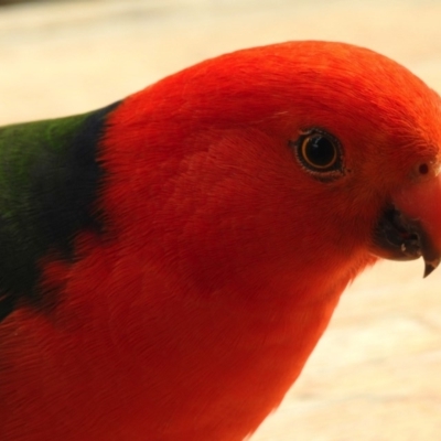 Alisterus scapularis (Australian King-Parrot) at Aranda, ACT - 15 Aug 2018 by KMcCue