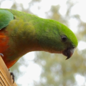 Alisterus scapularis at Aranda, ACT - 15 Aug 2018