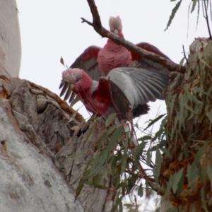 Eolophus roseicapilla at Aranda, ACT - 25 Aug 2018 09:19 AM