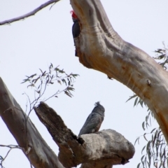 Callocephalon fimbriatum (Gang-gang Cockatoo) at Aranda Bushland - 25 Aug 2018 by KMcCue