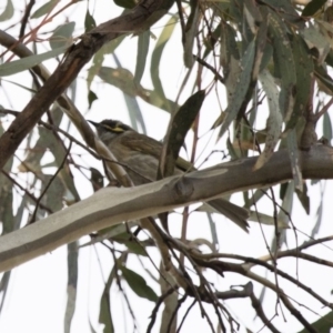 Caligavis chrysops at Michelago, NSW - 22 Aug 2018