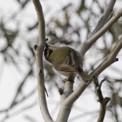 Melithreptus brevirostris (Brown-headed Honeyeater) at Illilanga & Baroona - 22 Aug 2018 by Illilanga