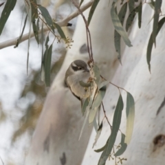 Melithreptus brevirostris at Michelago, NSW - 22 Aug 2018 05:00 PM