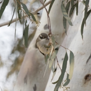 Melithreptus brevirostris at Michelago, NSW - 22 Aug 2018