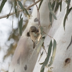 Melithreptus brevirostris at Michelago, NSW - 22 Aug 2018 05:00 PM