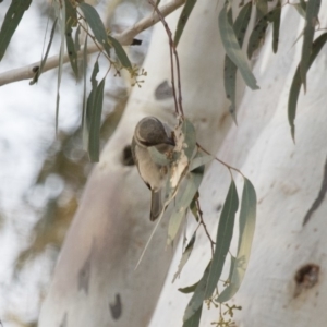 Melithreptus brevirostris at Michelago, NSW - 22 Aug 2018