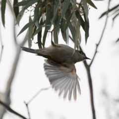 Melithreptus brevirostris at Michelago, NSW - 22 Aug 2018