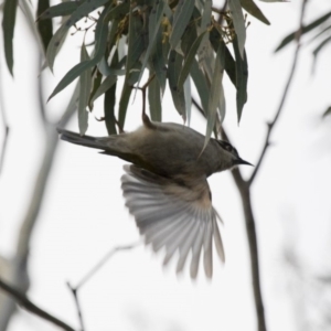 Melithreptus brevirostris at Michelago, NSW - 22 Aug 2018 05:00 PM