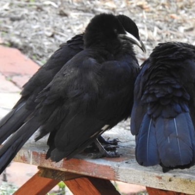 Corcorax melanorhamphos (White-winged Chough) at Aranda, ACT - 13 Aug 2018 by KMcCue