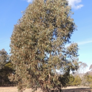 Eucalyptus globulus subsp. bicostata at Pine Island to Point Hut - 20 Aug 2018